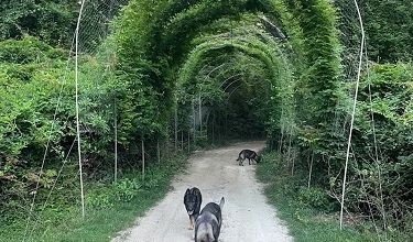 Le tunnel enchanté ... 
