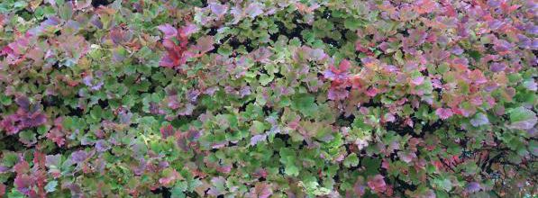 Hortensia géant