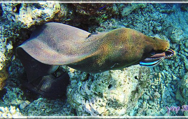 Murène de Java et les Labres nettoyeurs - Snorkeling à Thudufushi - Atoll d'Ari - Maldives
