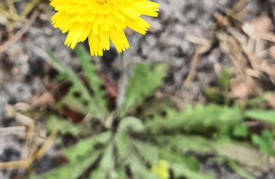 EB - Fleurs et akènes à aigrettes de pissenlit...