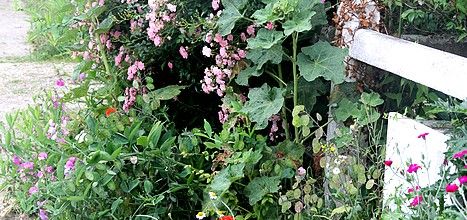 Trottoir fleuri