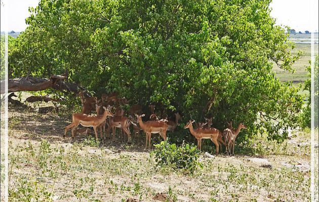 Impalas (Aepyceros melampus) - Safari terrestre - Parc National de Chobe - Botswana
