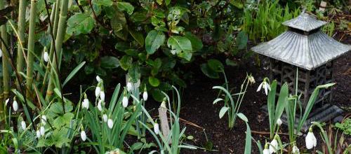 En attendant le printemps : les premiers bulbes
