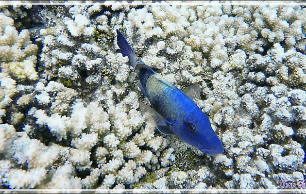 Superbe Poisson-chèvre à deux selles, Twosaddle goatfish (Parupeneus insularis) - Tumakohua (passe sud) - Atoll de Fakarava - Tuamotu - Polynésie française