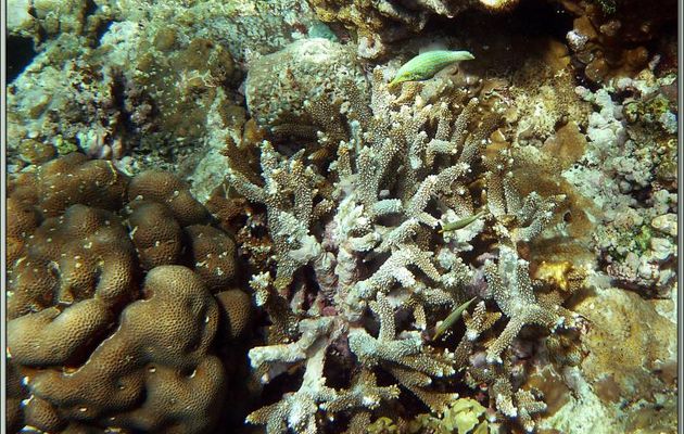 Corail Acropore bois de cerf (Acropora formosa) avec des Poissons lime à taches orange et corail tabulaire - Anse Takamaka - Mahé - Seychelles