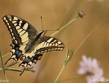 Machaon - Papilio machaon - Papilionidae