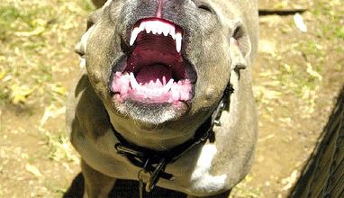 HISTOIRE:  De chiens  R D  12-04-2022  D  21/02/2014