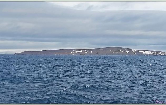 12/07/2024 après-midi : nous sommes ancrés face aux falaises d'Alkefjellet avec leurs dizaines de milliers de Guillemots de Brünnich - Spitzberg - Svalbard - Norvège