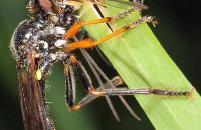 Dioctria rufipes. (Femelle)