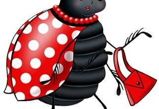 Coccinelle