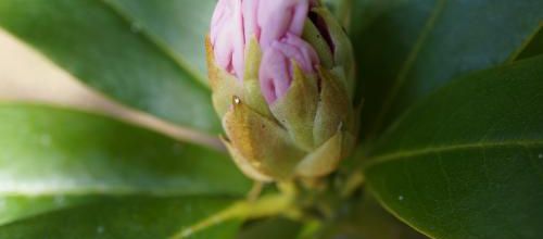 J'aime bien les rhododendrons