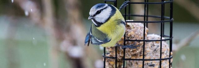 Mésange à tête noire sous la neige