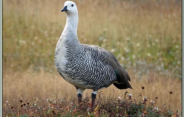 Ouette de Magellan ou Oie de Magellan, Upland Goose (Chloephaga picta) - Terre de Feu - Argentine