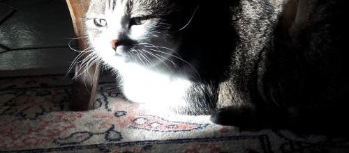 Mousse baigne dans la lumière d'automne