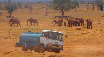 Au Kenya un homme abreuve les animaux souffrant de la sécheresse