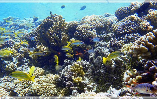 Aquarium - Passe Tumakohua (passe sud) - Atoll de Fakarava - Tuamotu - Polynésie française