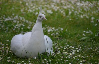 Lac Daumesnil : LE PAON BLANC