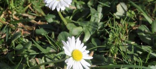 Au jardin, printemps à l'heure chinoise ?