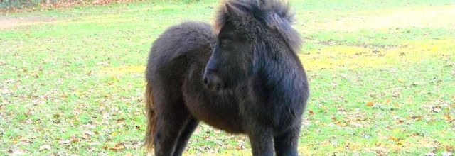 Animaux au Parc des Gayeulles - Rennes