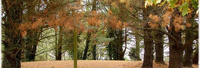 Automne - Cesson Sévigné - Bretagne (2/2)