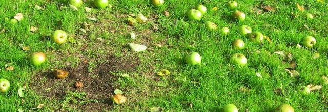  en pommes 