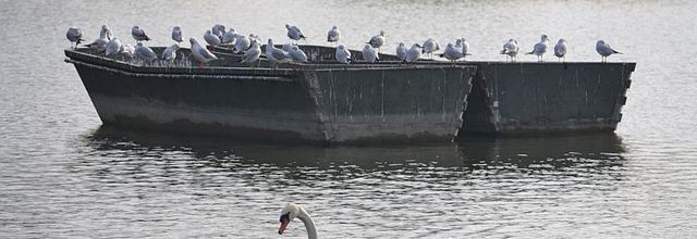 Mouettes rieuses au lac Daumesnil