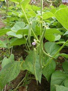 Haricots caméléons