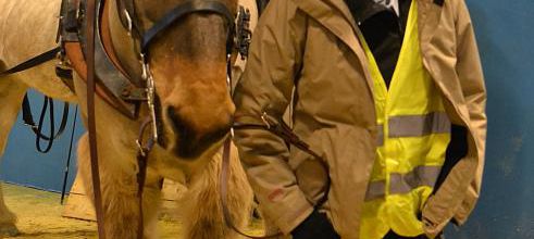 Salon International de l'Agriculture : Un mulet poitevin qui se fait remarquer !