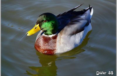 Canard Colvert (5) - Anas platyrhynchos / Mâle