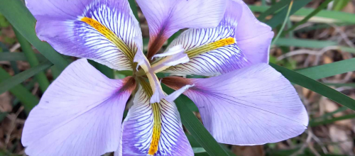 iris