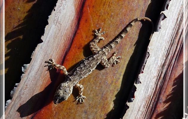 Gecko à tête plate, Flathead Leaf-toed Gecko (Hemidactylus platycephalus) - Nosy Be - Madagascar