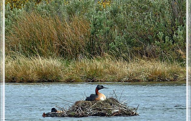 Grand Grèbe, Great Grebe, Macá grande (Podiceps major possible navasi) - Lac Acigami - Lapataia - Terre de Feu - Argentine