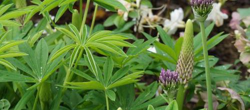 Un instant au jardin : Lupin et allium