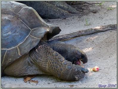 Les tortues éléphantines, elles aussi, aiment les jamboses - Praslin - Seychelles
