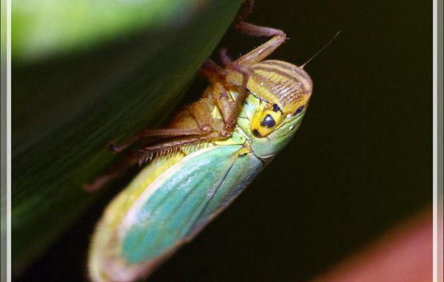 Cicadelle verte (Cicadella viridis) mâle - Lartigau - Milhas - 31