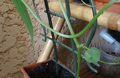 Mes plantations de christophines...