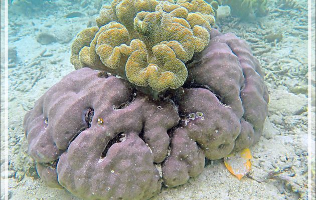 Snorkeling à Triton Bay  : divers coraux, Arbres de Noël, etc. - Papua Barat - Papouasie - Indonésie