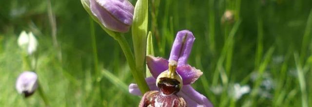 Ophrys aveyronensis  -  ophrys de l'Aveyron