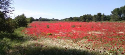 J'ai grandi à la campagne