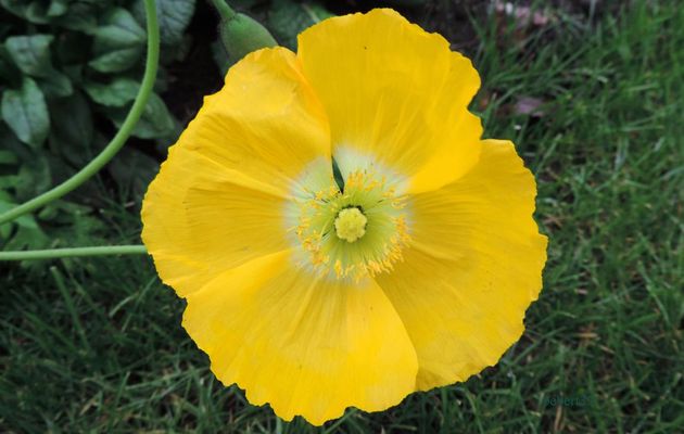 visite sur une fleur jaune 