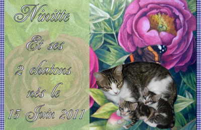 mes petits chatons