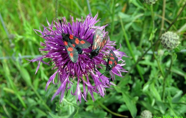 des zygènes sur une fleur