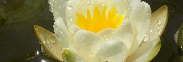 Fleur zen