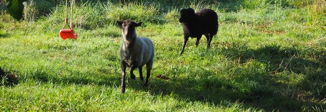 Des moutons au Terrier