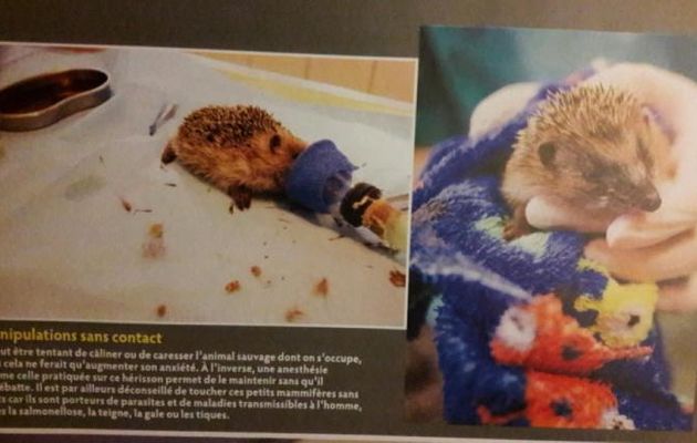 Adorables...mais attention!