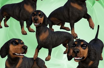 Le teckel (chien-animal-tube-render) 
