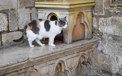 EB - Anastasia, la chatte chassée de son palais, à Dubrovnik...
