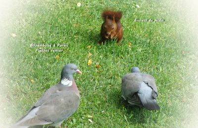 Pigeons ramier et écureuil du jardin - 2015