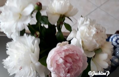 les pivoines de notre jardin...