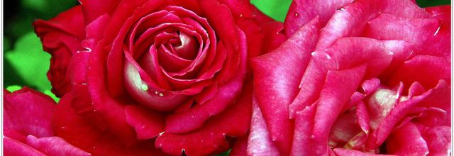 Rose (4) - Rosa